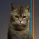 BCAT