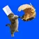 Cookcat