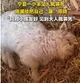 羊肉串