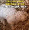 装死的羊真名