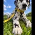 zDOG