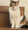 Totakeke's sister