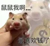 鼠鼠我啊