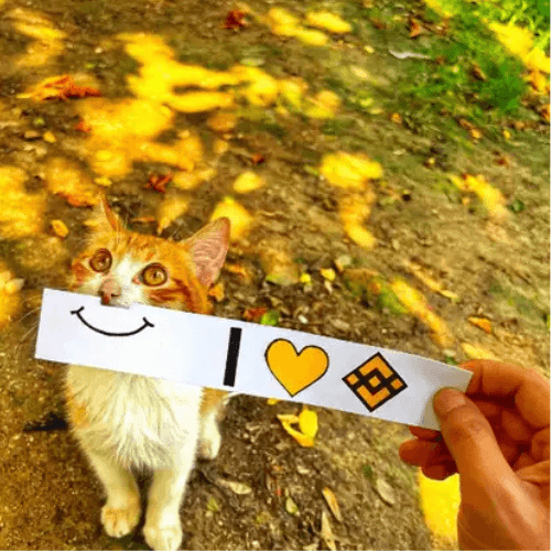 BscCat token on BNB Chain