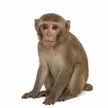 Carteira de CASHMONKEY