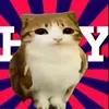 Meowl