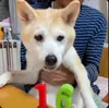 Riko