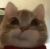 歪嘴小猫