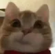歪嘴小猫