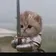 骑士小猫