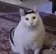 HUHCAT