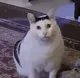 HUHCAT