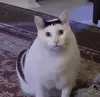 HUHCAT