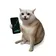 STOCKCAT
