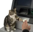 Portefeuille No Cash Cat