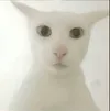 老吴
