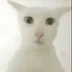 老吴