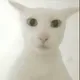 老吴