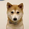 Circle Inu