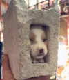 doginblock