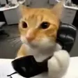 callcat 钱包
