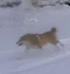 The will of the Dog