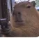 CAPYBARA