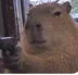 CAPYBARA