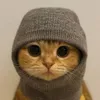 Sock and Pussy 500