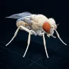 FLYCOIN