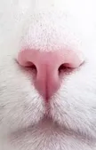 TSLA CATウォレット