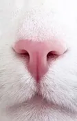 TSLA CAT Wallet