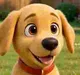 BUDDY