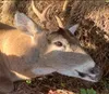 Little Buck the deer
