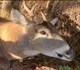 LITTLEBUCK