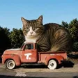 carcat 钱包