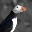 Puffin 钱包