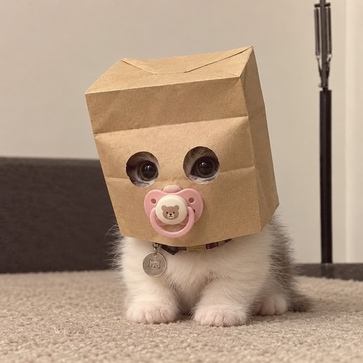 BABYZCAT token on Solana