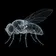 FLYBRAIN