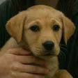 slopdogウォレット