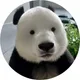 彪眼熊猫