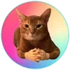 Cat wif Hands