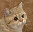 ‌Ví Starecat