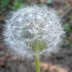 Taraxacum