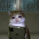 SADCAT