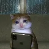 Sadcat