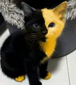 Bicatウォレット
