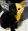 Bicat