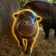 The Pygmy Hippoウォレット