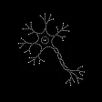 Carteira neuron cl1